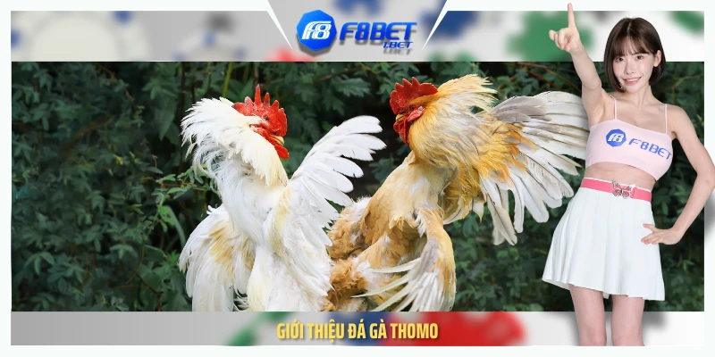 Giới thiệu đá gà thomo