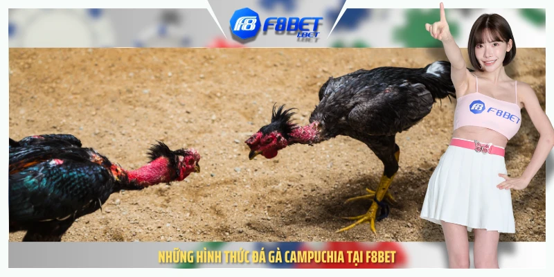 Những hình thức đá gà Campuchia tại F8bet