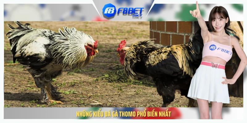 Những kiểu đá gà thomo phổ biến nhất