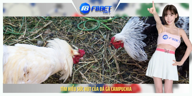 Tìm hiểu sức hút của đá gà Campuchia